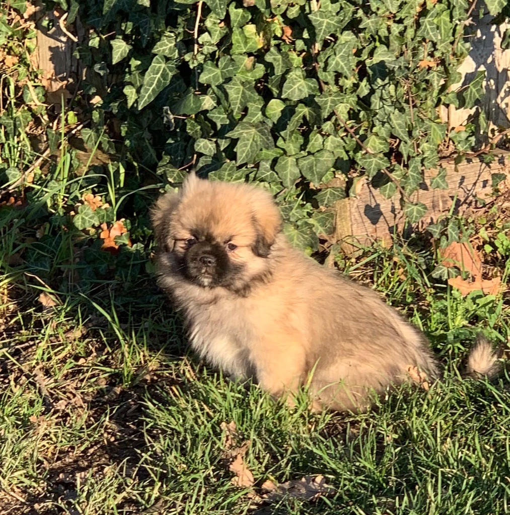 Chiot Elevage ONITSHA S eleveur de chiens Epagneul tibétain