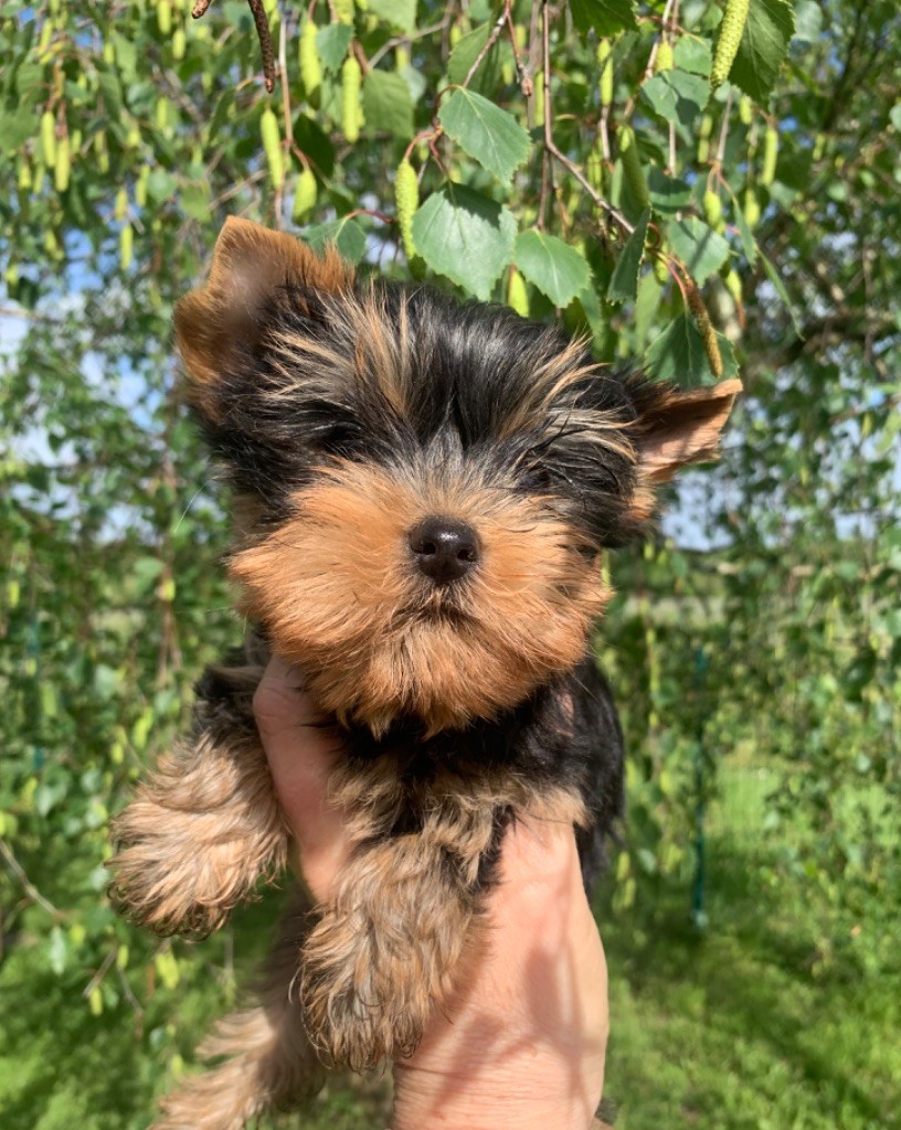 ONITSHA'S - Chiot disponible  - Yorkshire Terrier
