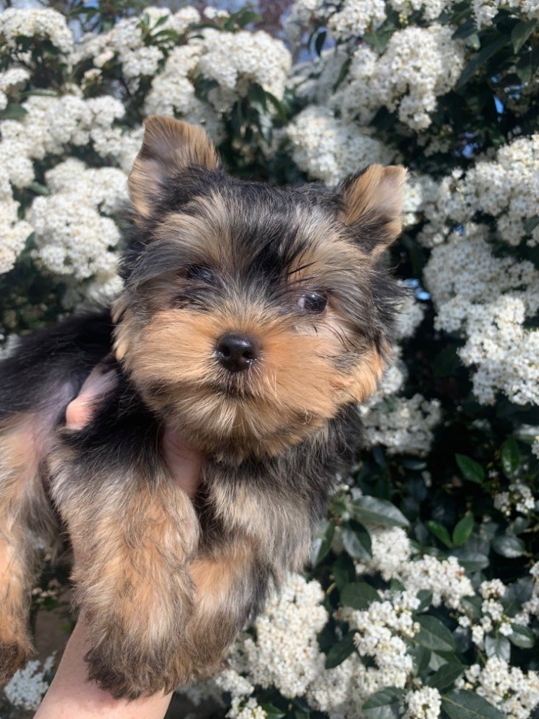ONITSHA'S - Chiot disponible  - Yorkshire Terrier
