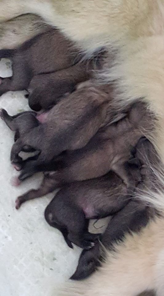 ONITSHA'S - Premiers bébés de MAI-LYS