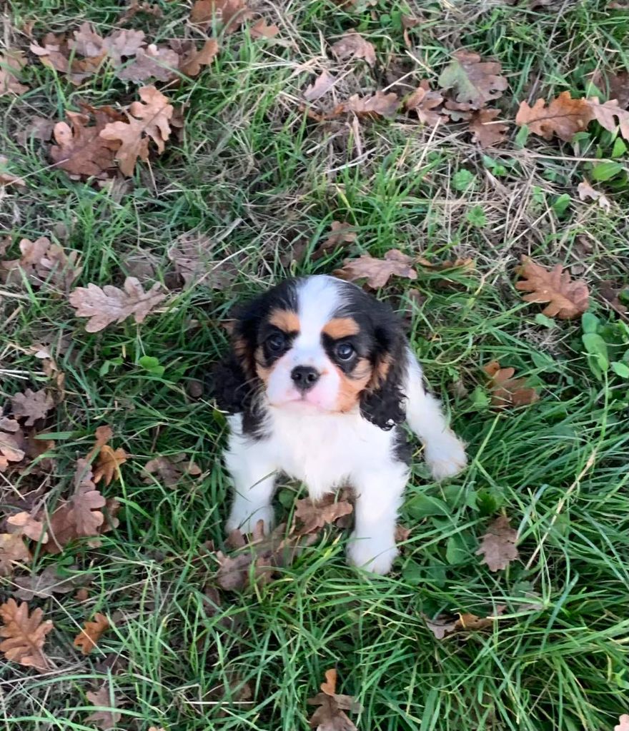 ONITSHA'S - Chiot disponible  - Cavalier King Charles Spaniel