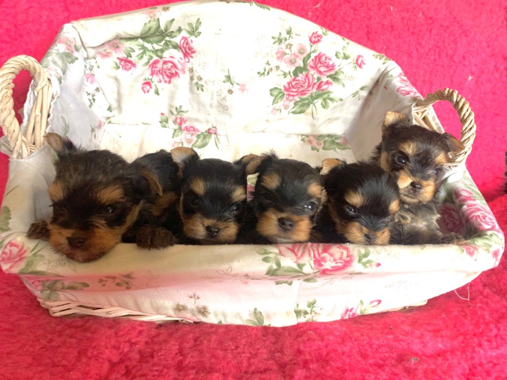chiot Yorkshire Terrier ONITSHA'S