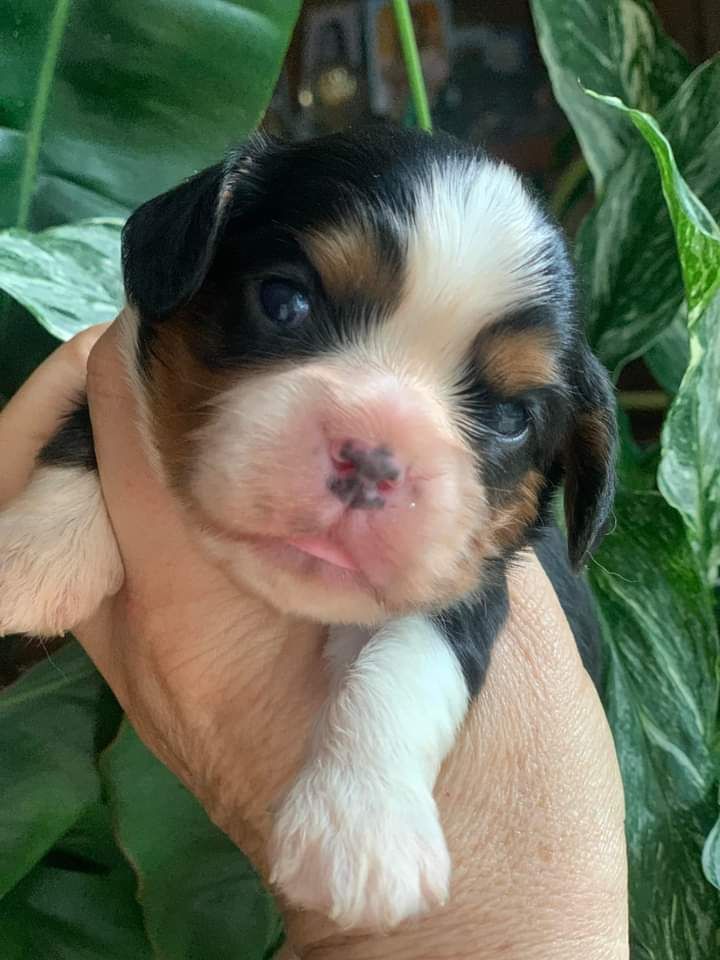 chiot Cavalier King Charles Spaniel ONITSHA'S