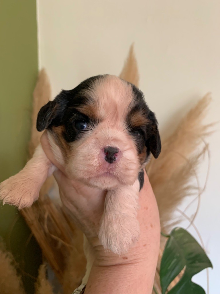 ONITSHA'S - Chiot disponible  - Cavalier King Charles Spaniel