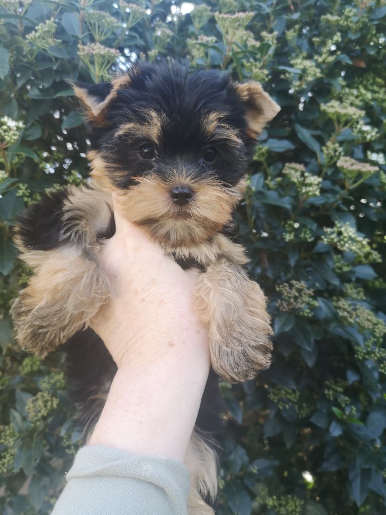 ONITSHA'S - Chiot disponible  - Yorkshire Terrier