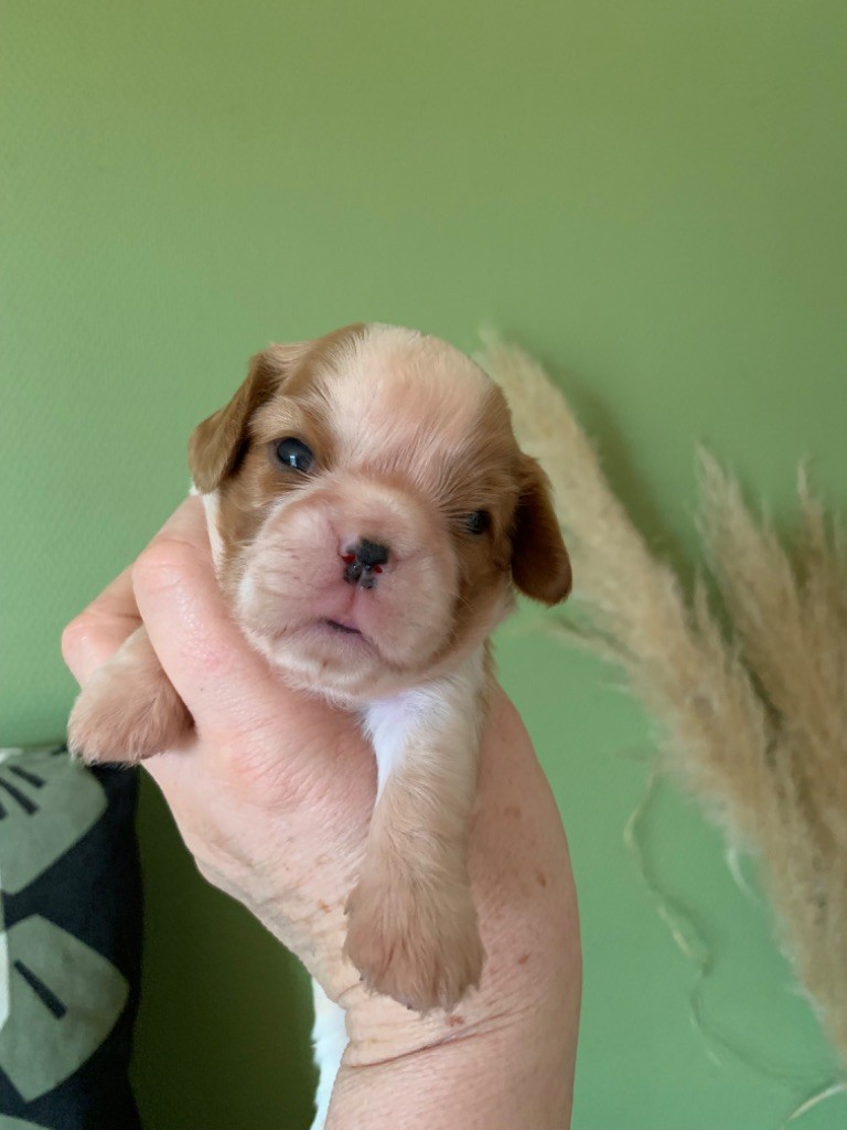 ONITSHA'S - Chiot disponible  - Cavalier King Charles Spaniel