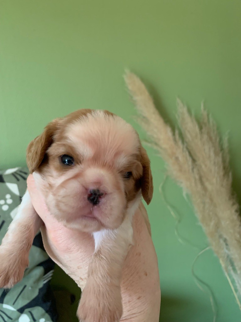 ONITSHA'S - Chiot disponible  - Cavalier King Charles Spaniel