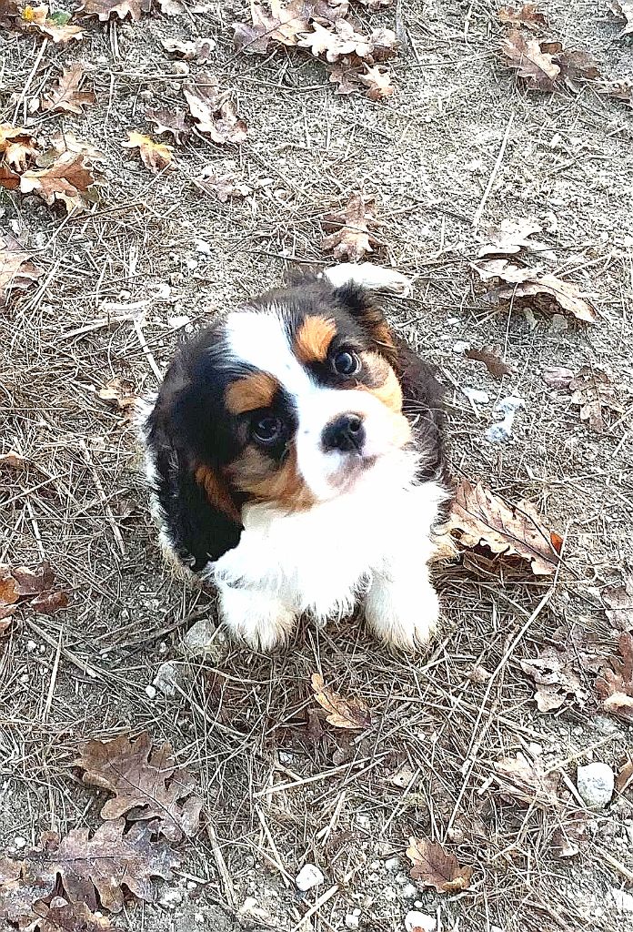 ONITSHA'S - Chiot disponible  - Cavalier King Charles Spaniel