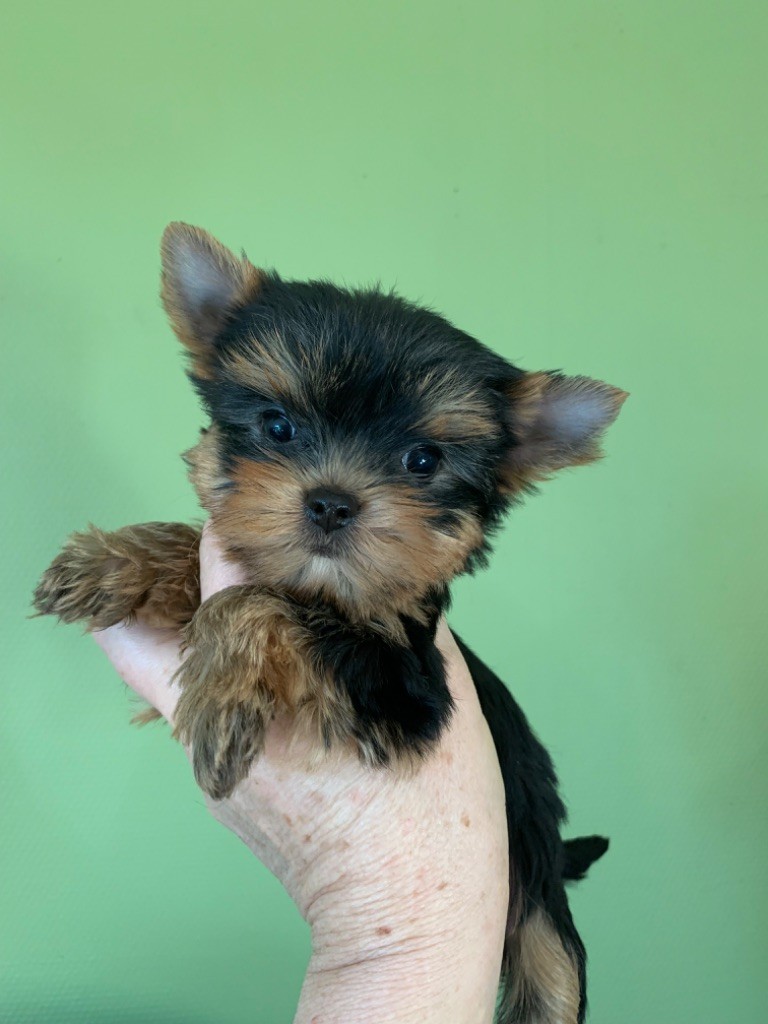 chiot Yorkshire Terrier ONITSHA'S