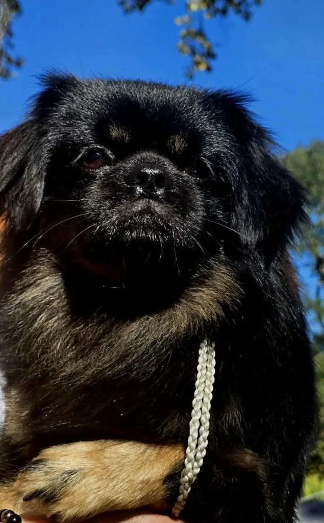 X black pepper du Fond Touyen