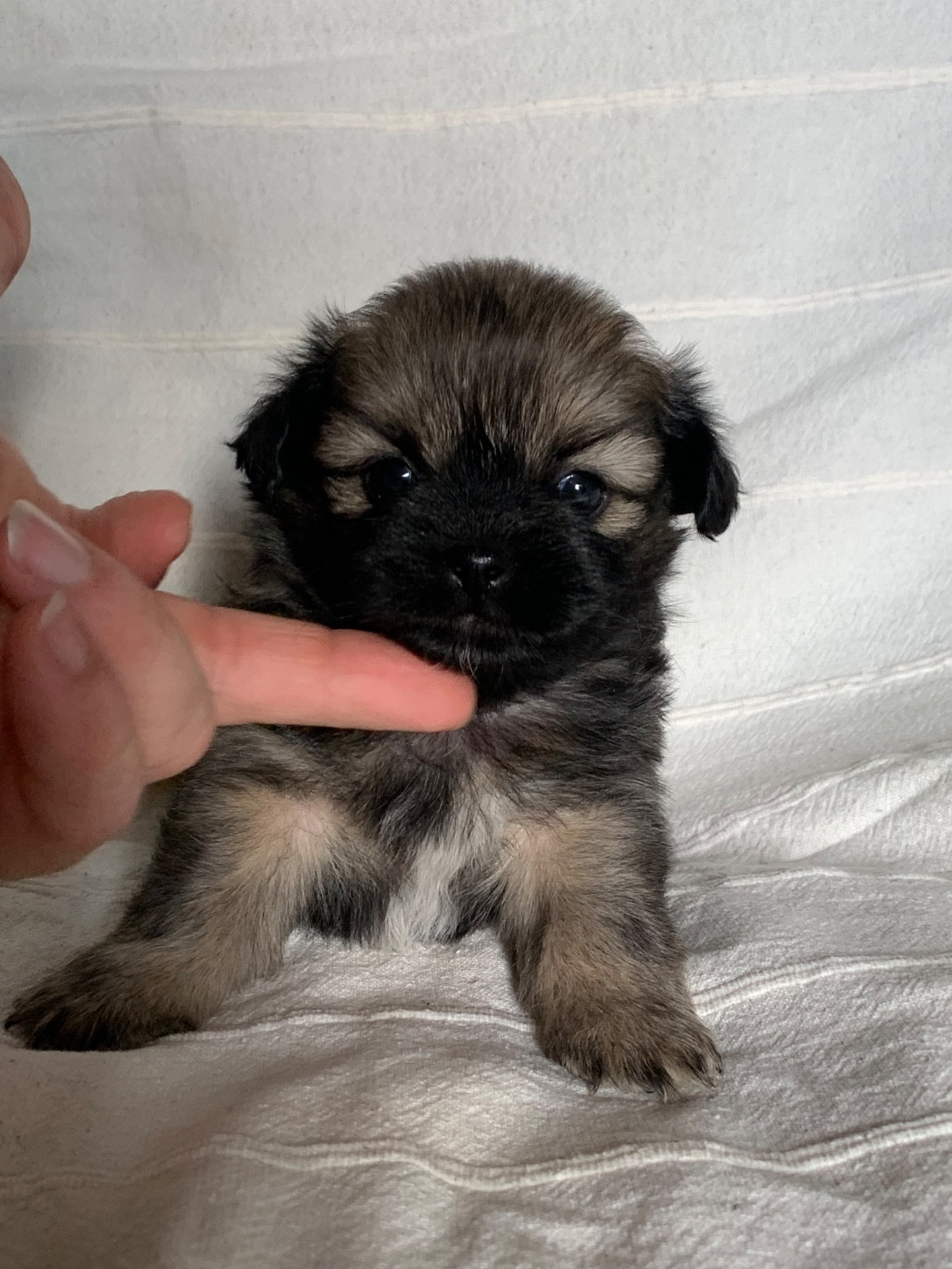 1 mois pour nos petits tibétains
