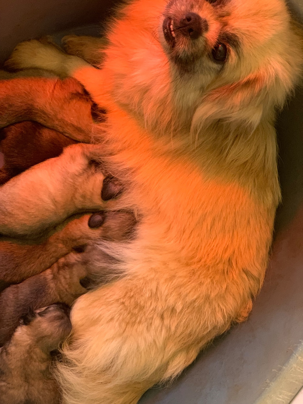 Premières photos des Bb de Roxane
