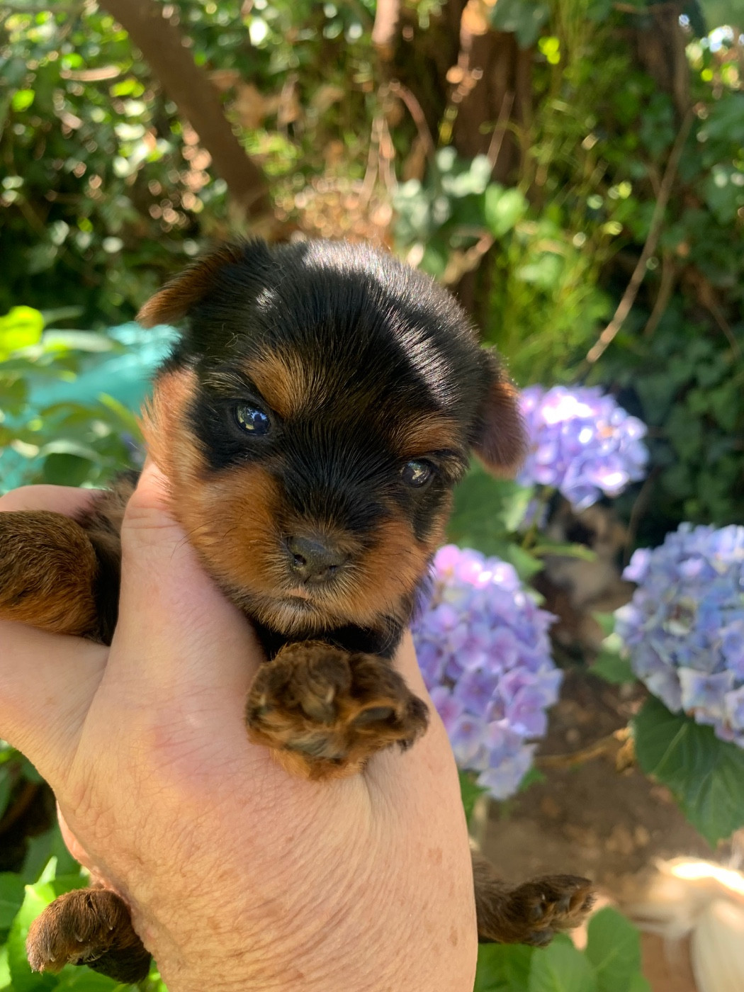 Premières photos des bébés