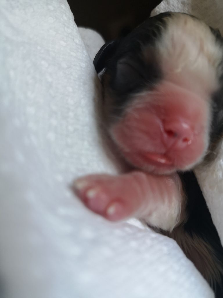 NOUVELLES NAISSANCES 