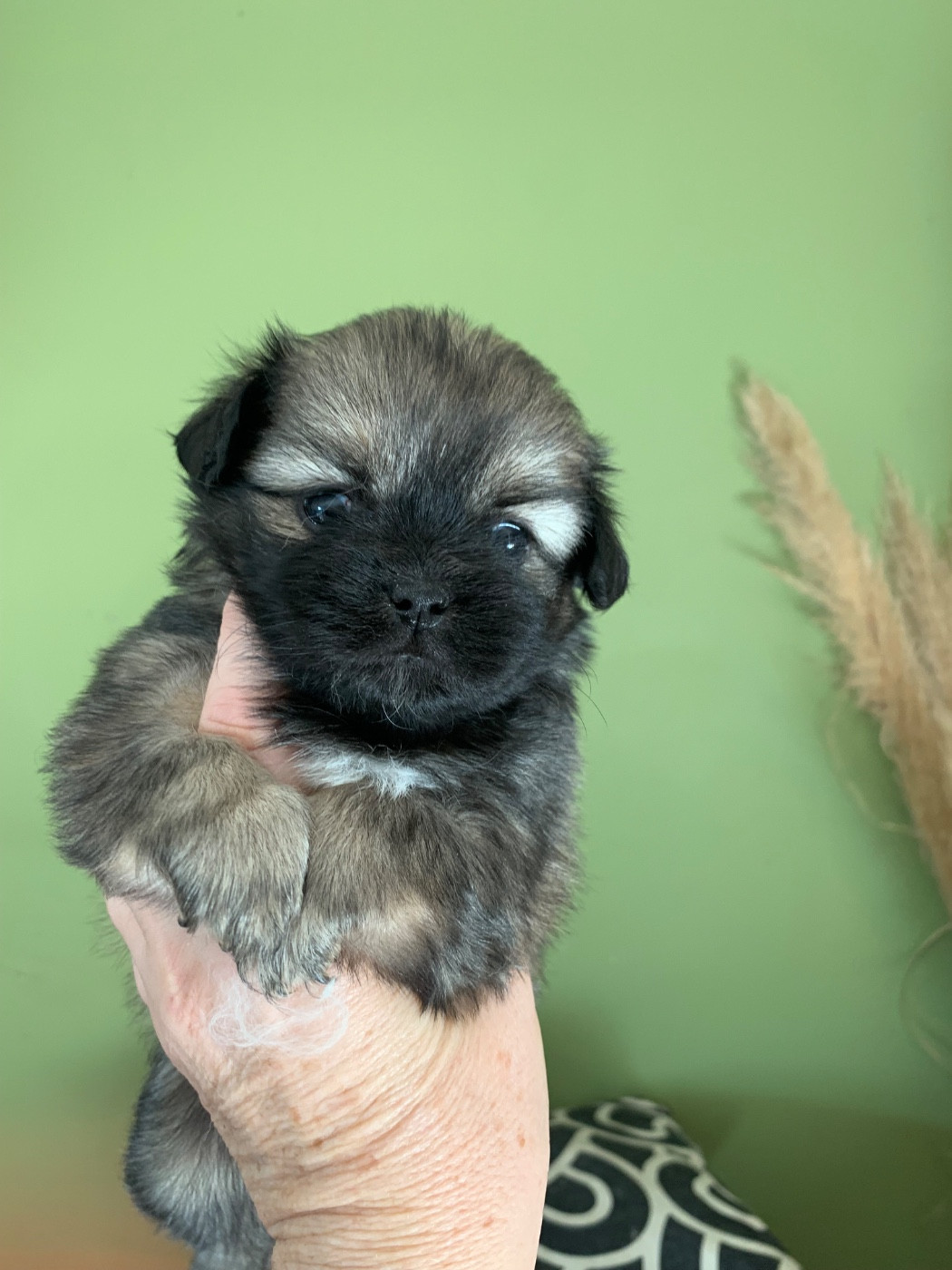 ONITSHA'S - Chiots disponibles - Epagneul tibetain