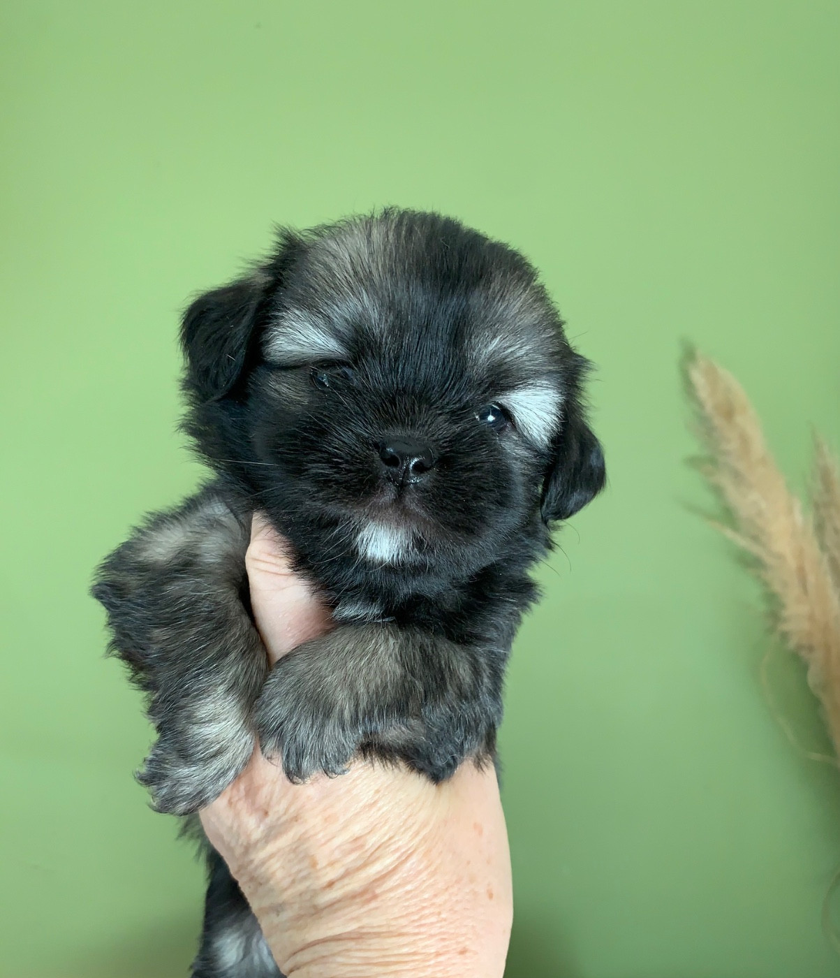 ONITSHA'S - Chiots disponibles - Epagneul tibetain