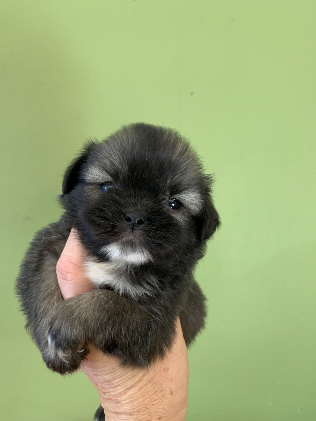 ONITSHA'S - Chiots disponibles - Epagneul tibetain