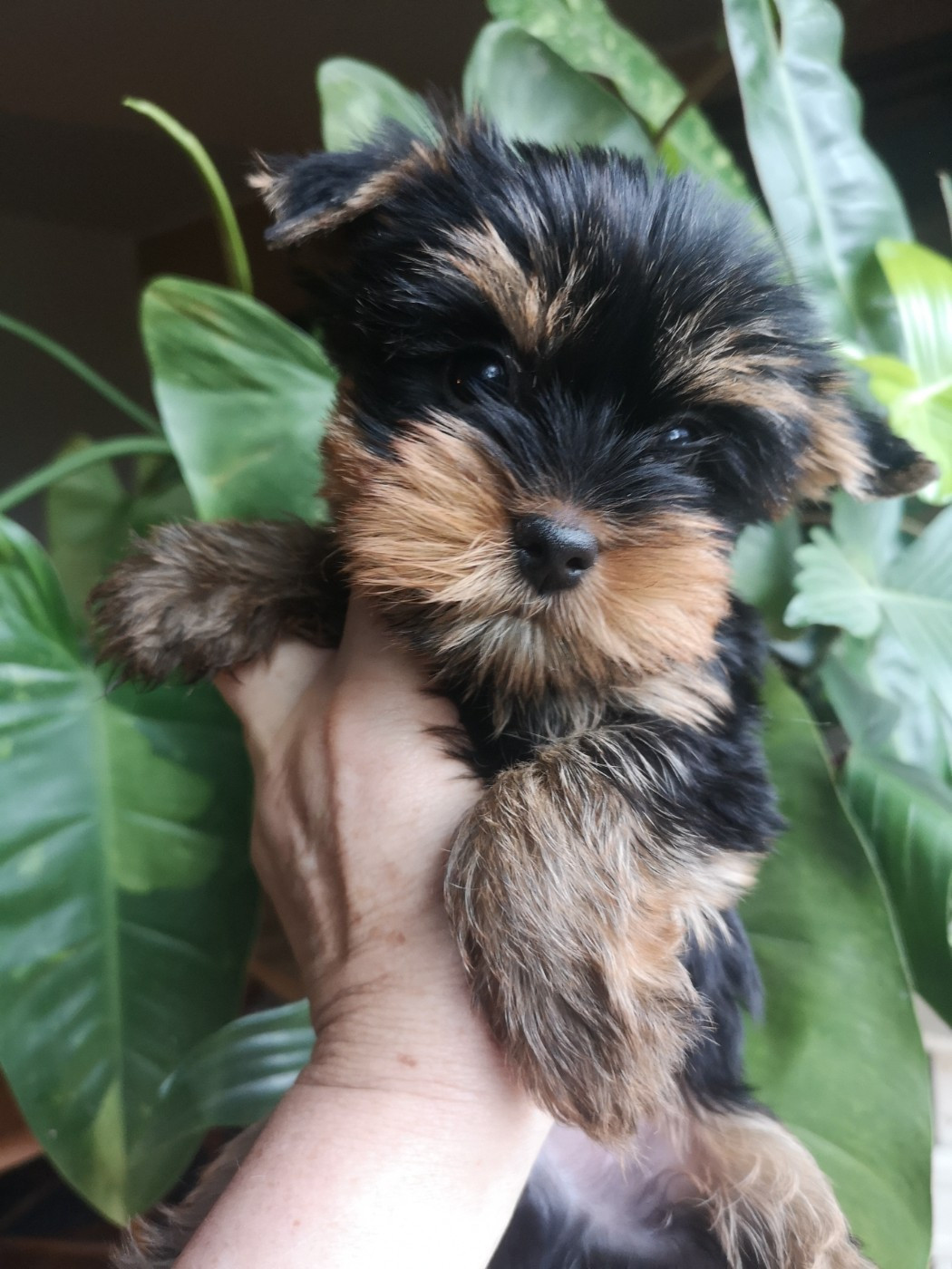 ONITSHA'S - Chiots disponibles - Yorkshire Terrier