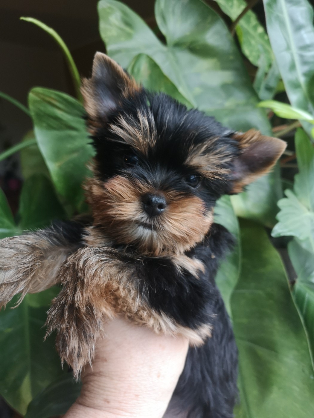 ONITSHA'S - Chiots disponibles - Yorkshire Terrier