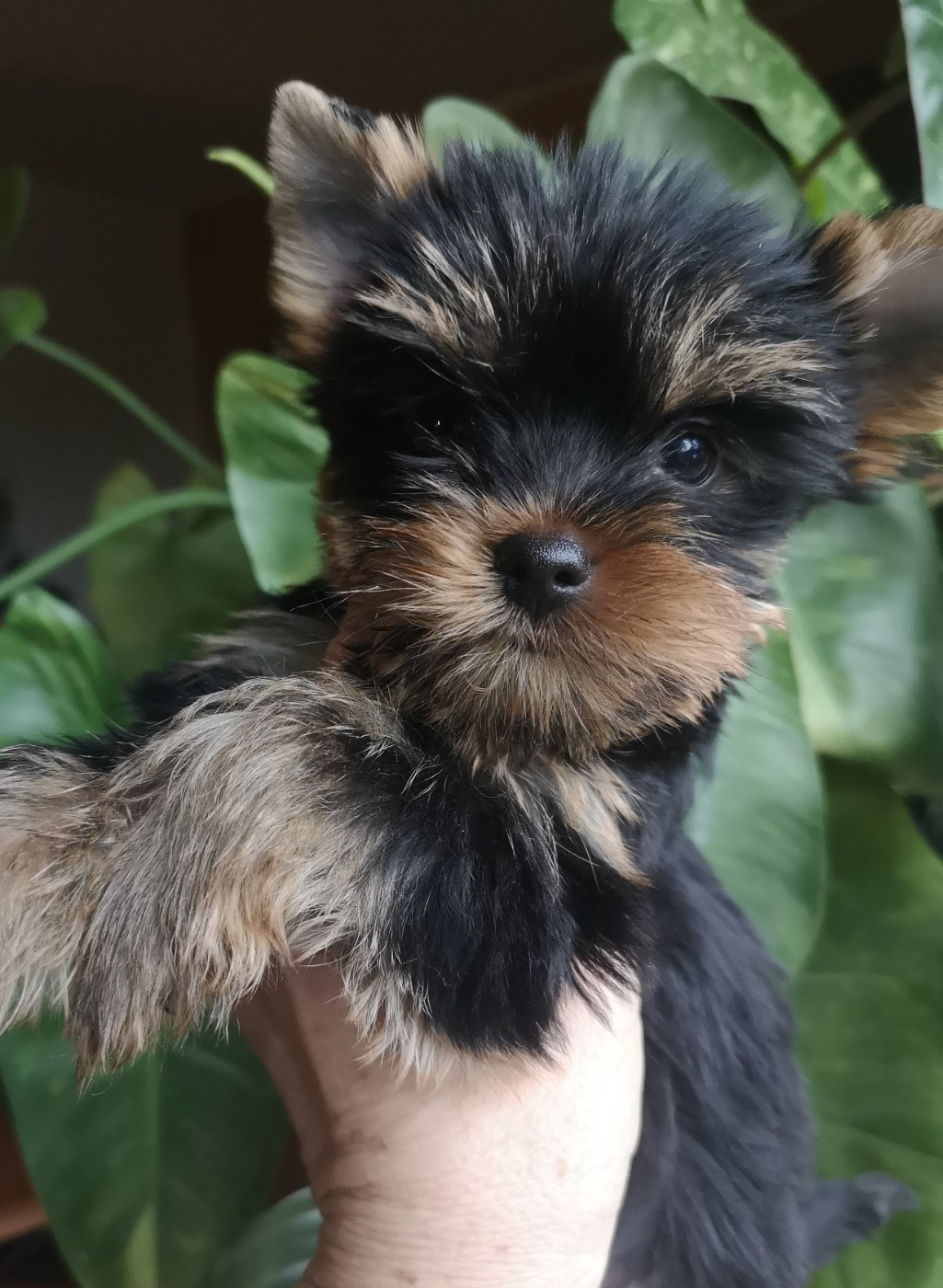 ONITSHA'S - Chiots disponibles - Yorkshire Terrier