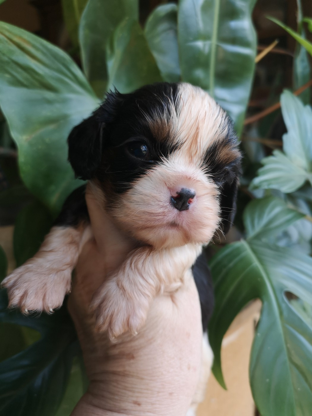 ONITSHA'S - Chiots disponibles - Cavalier King Charles Spaniel