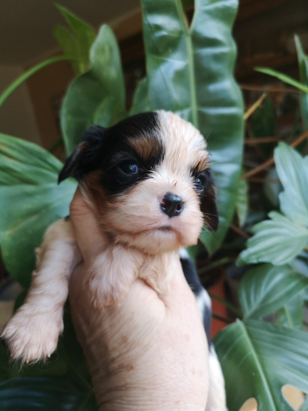 ONITSHA'S - Chiots disponibles - Cavalier King Charles Spaniel