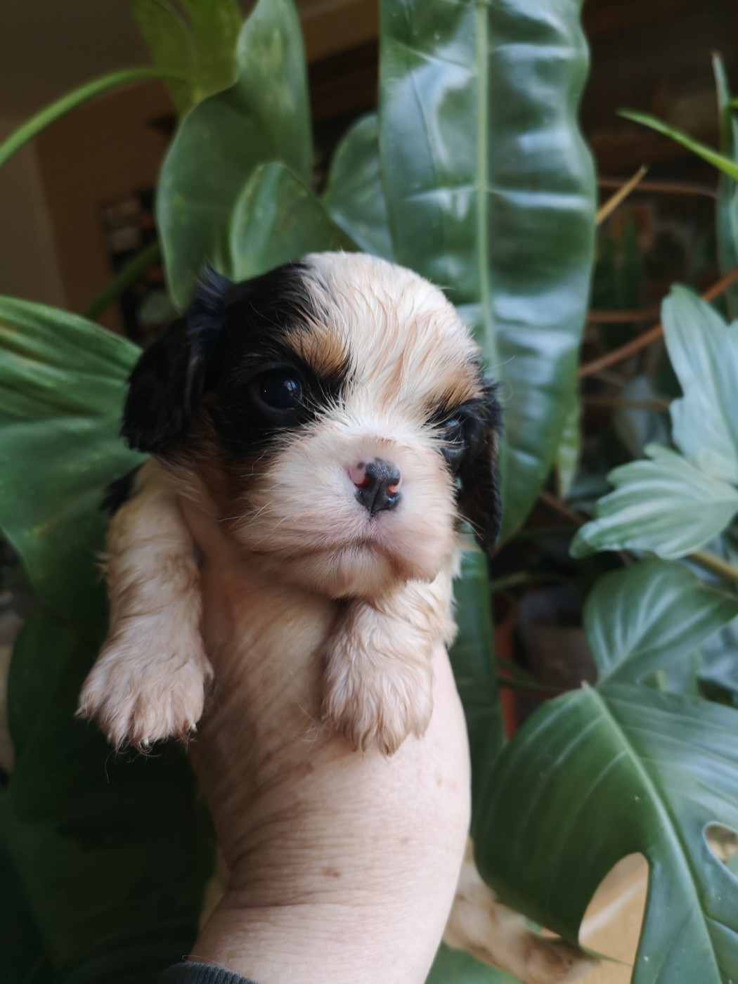 ONITSHA'S - Chiots disponibles - Cavalier King Charles Spaniel