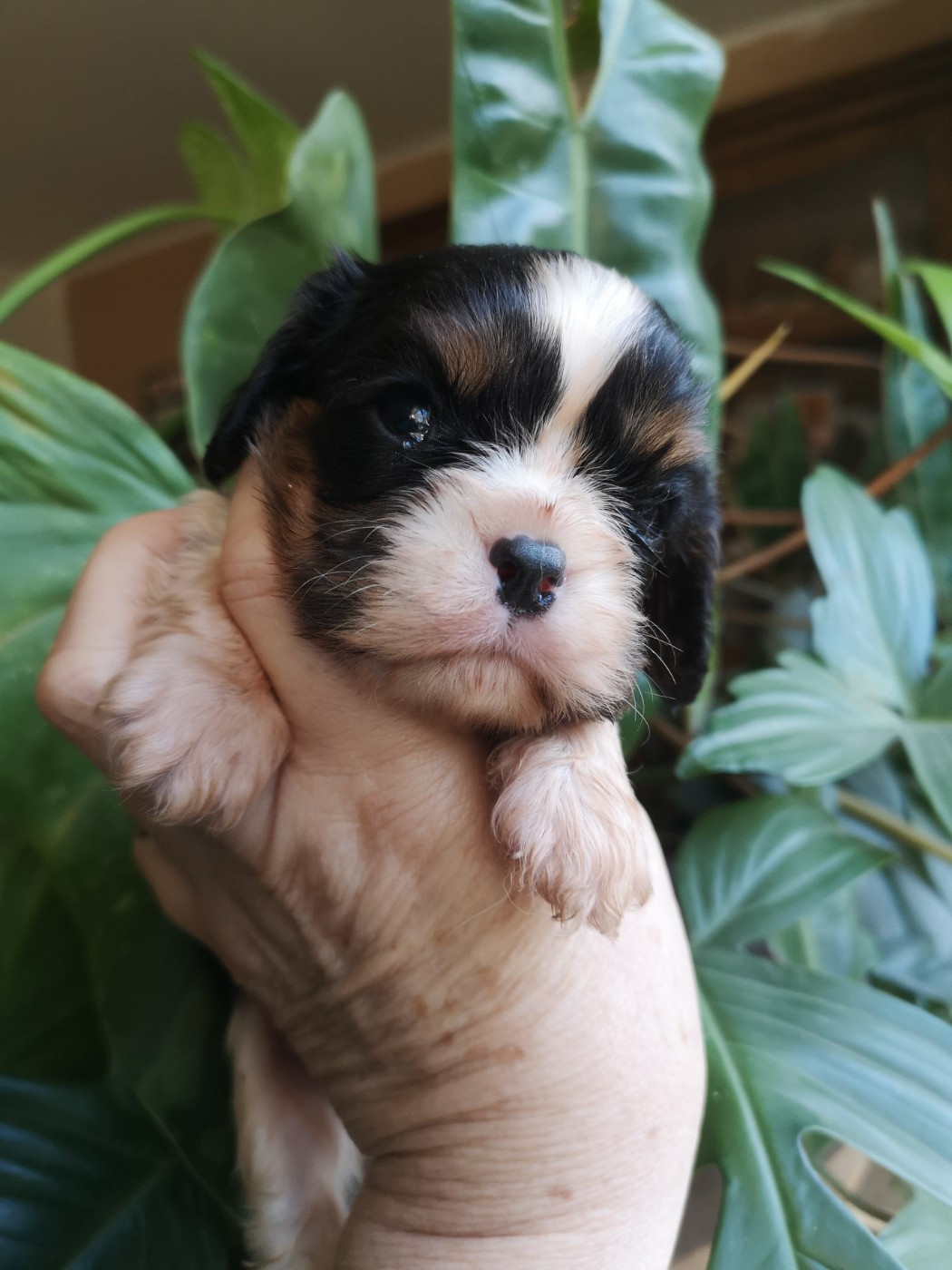 ONITSHA'S - Chiots disponibles - Cavalier King Charles Spaniel