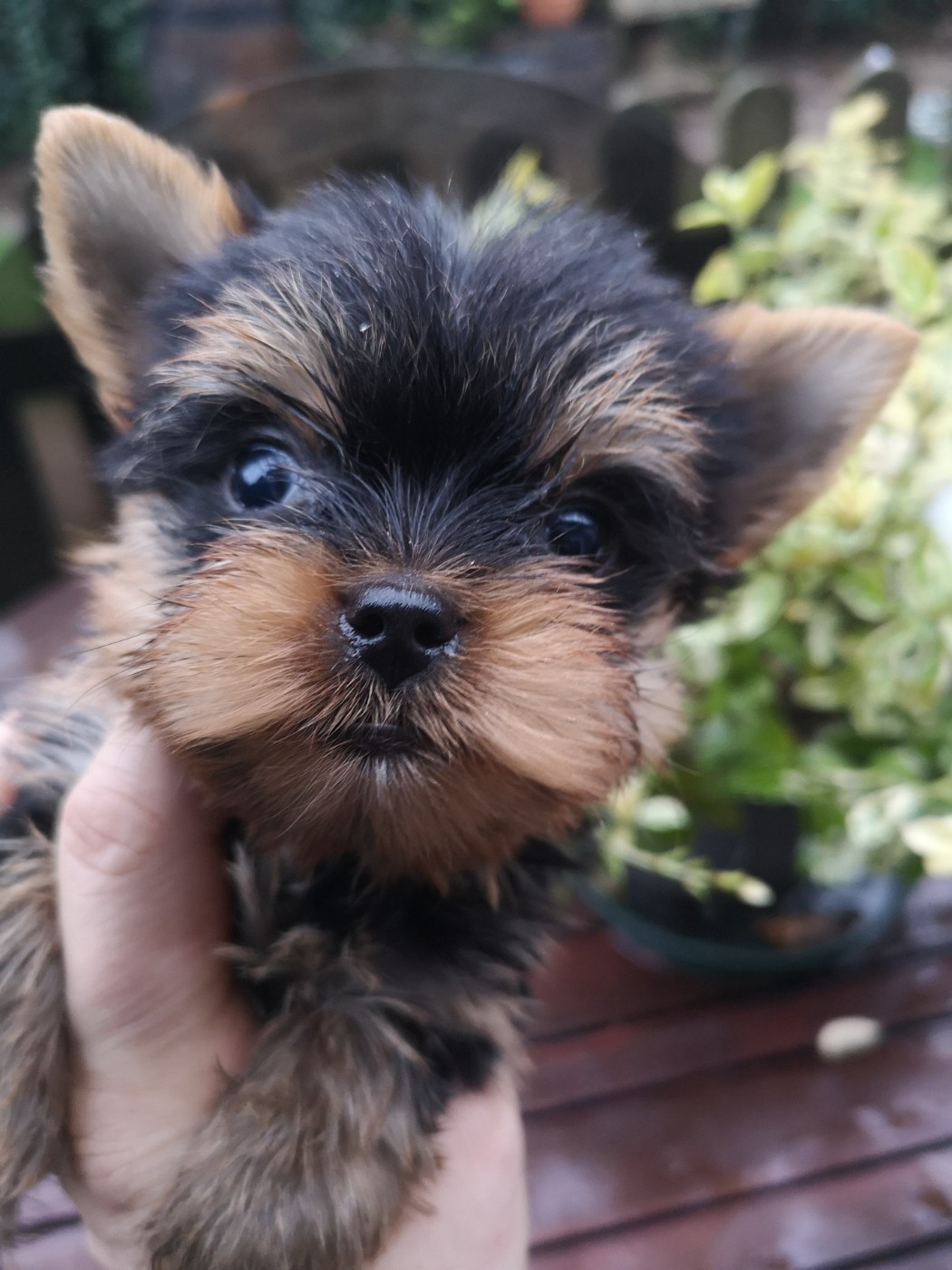 ONITSHA'S - Chiots disponibles - Yorkshire Terrier