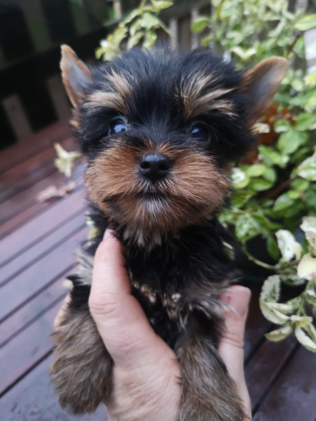 ONITSHA'S - Chiots disponibles - Yorkshire Terrier