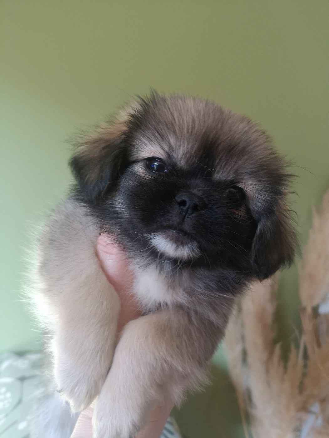 ONITSHA'S - Chiots disponibles - Epagneul tibetain