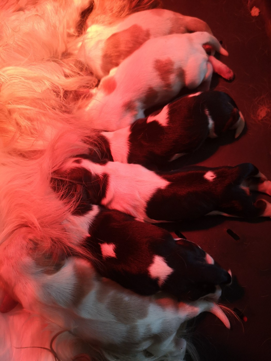 Chiot Cavalier King Charles Spaniel ONITSHA'S