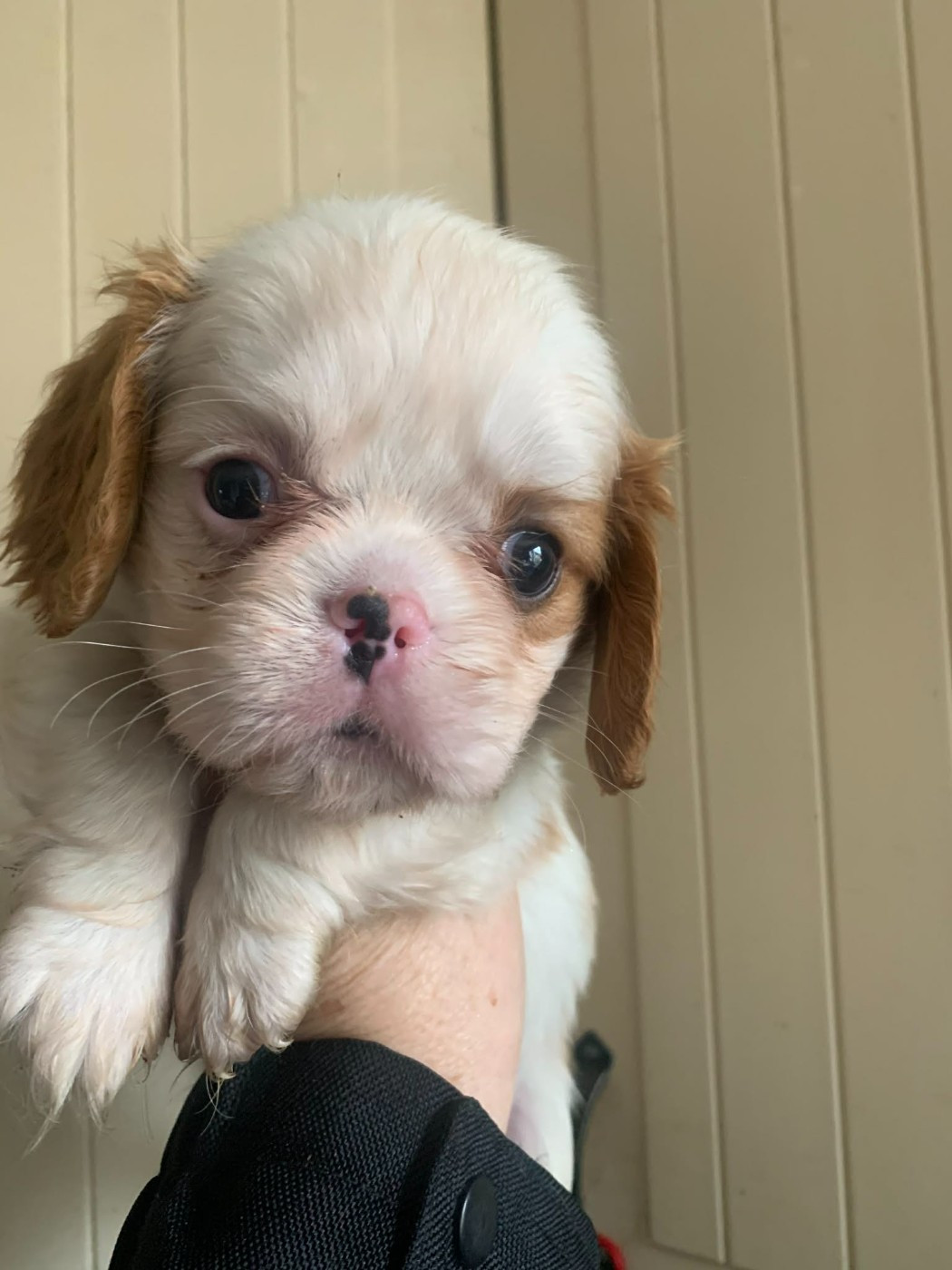 ONITSHA'S - Chiots disponibles - Cavalier King Charles Spaniel