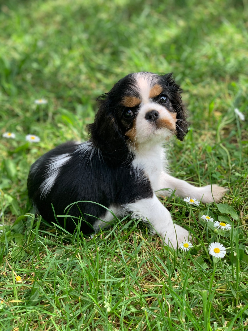 ONITSHA'S - Chiots disponibles - Cavalier King Charles Spaniel