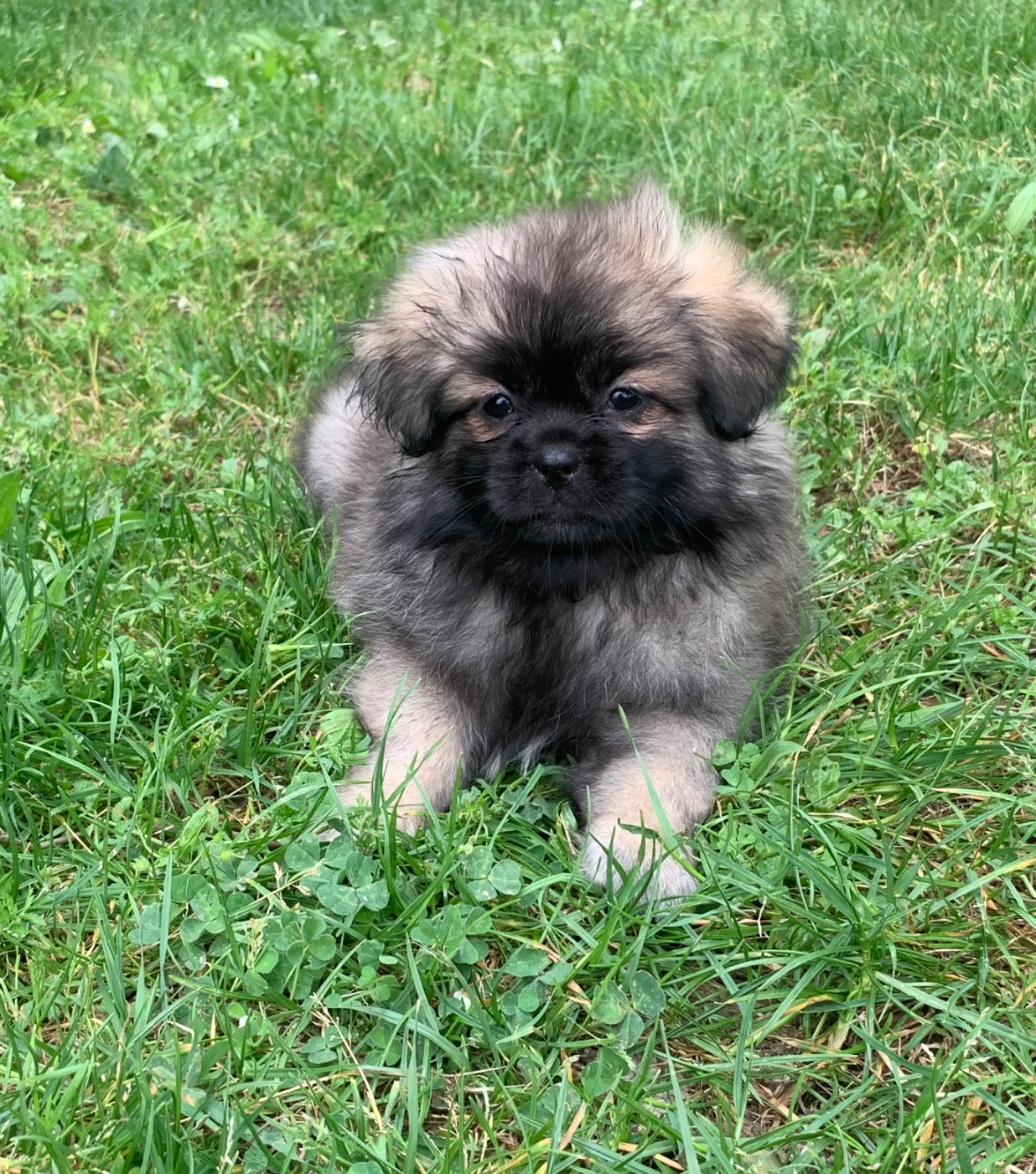 ONITSHA'S - Chiots disponibles - Epagneul tibetain