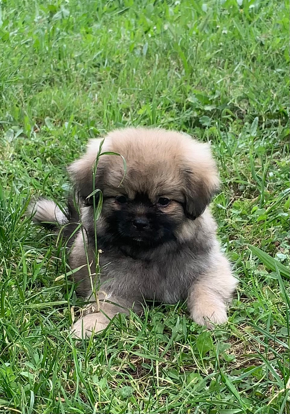 ONITSHA'S - Chiots disponibles - Epagneul tibetain