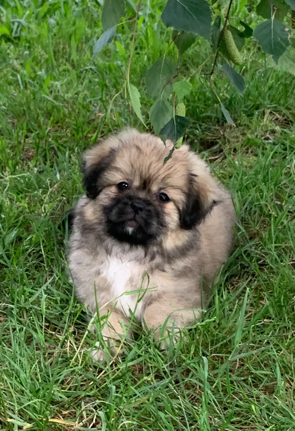ONITSHA'S - Chiots disponibles - Epagneul tibetain
