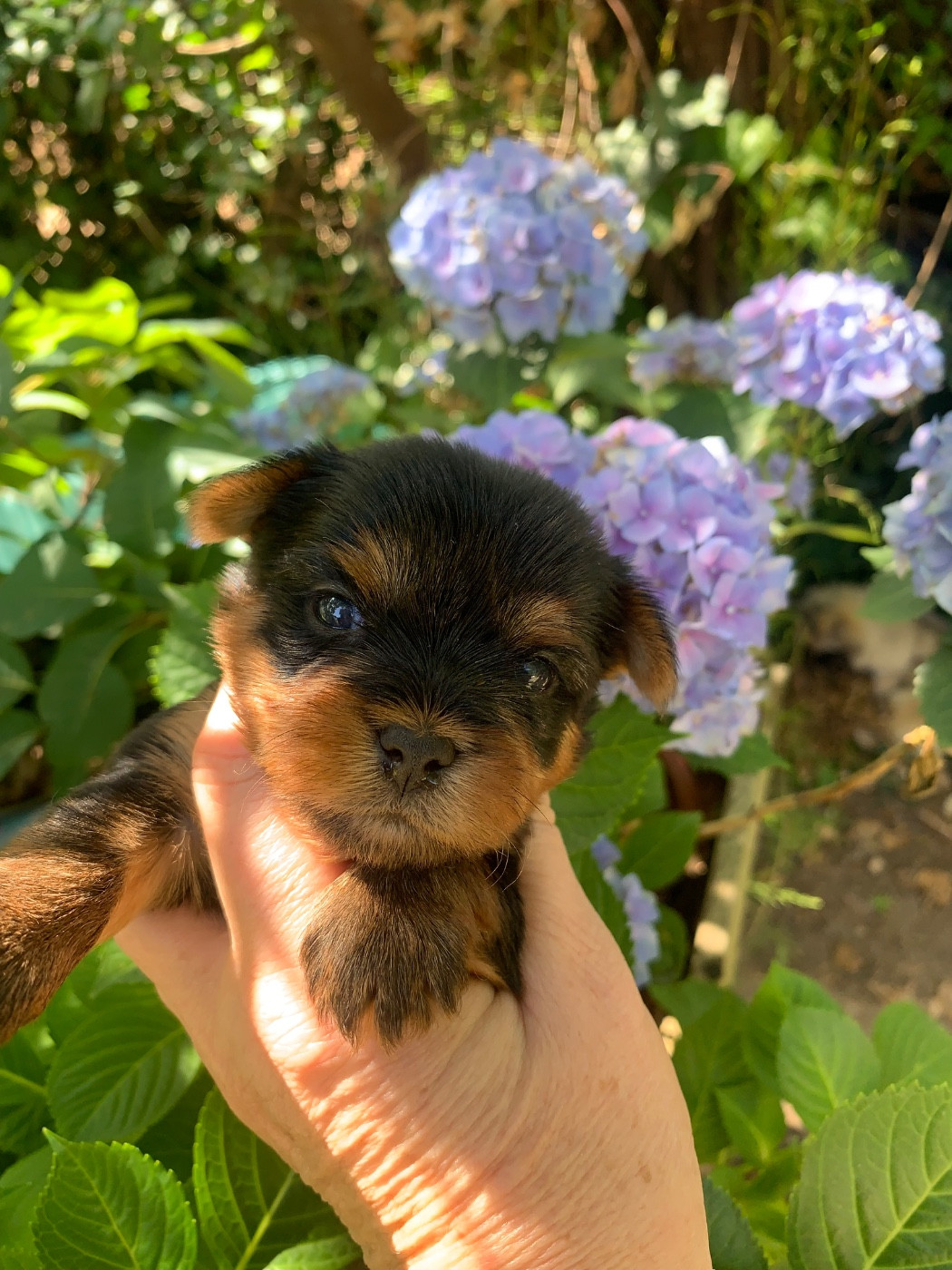 ONITSHA'S - Chiots disponibles - Yorkshire Terrier