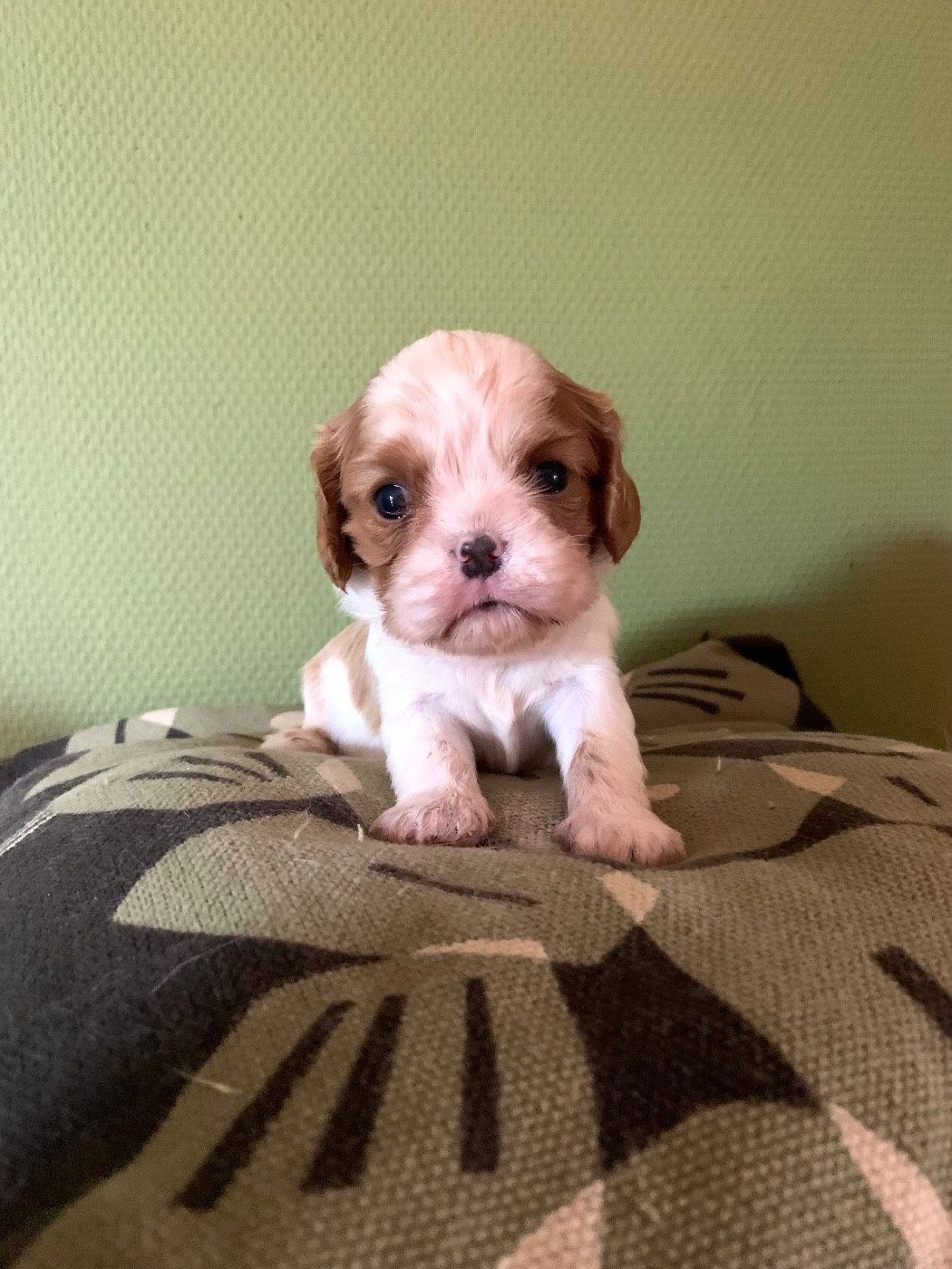 ONITSHA'S - Chiots disponibles - Cavalier King Charles Spaniel