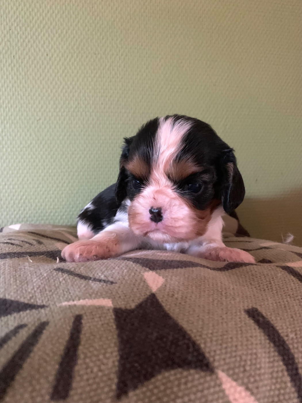 ONITSHA'S - Chiots disponibles - Cavalier King Charles Spaniel
