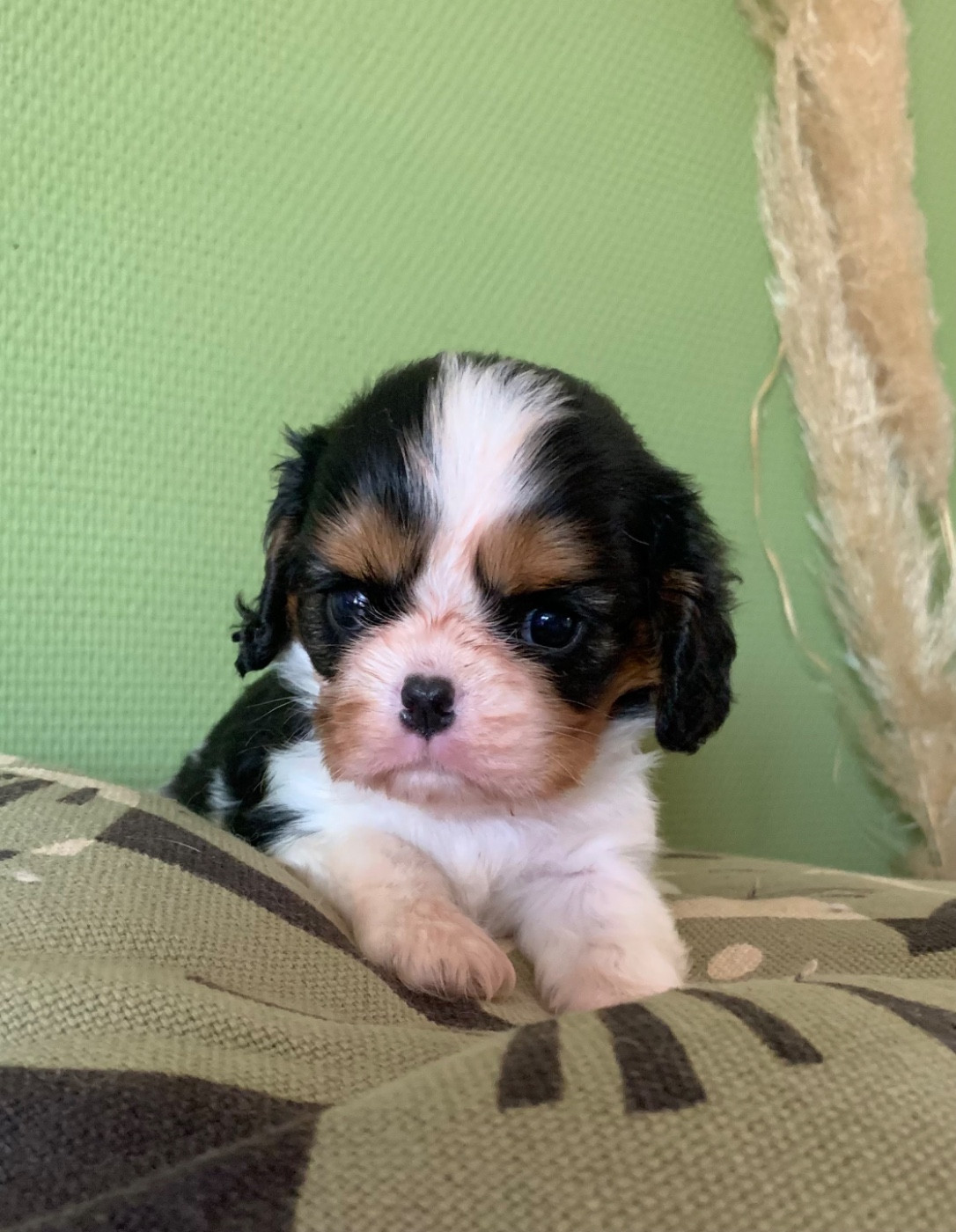 ONITSHA'S - Chiots disponibles - Cavalier King Charles Spaniel