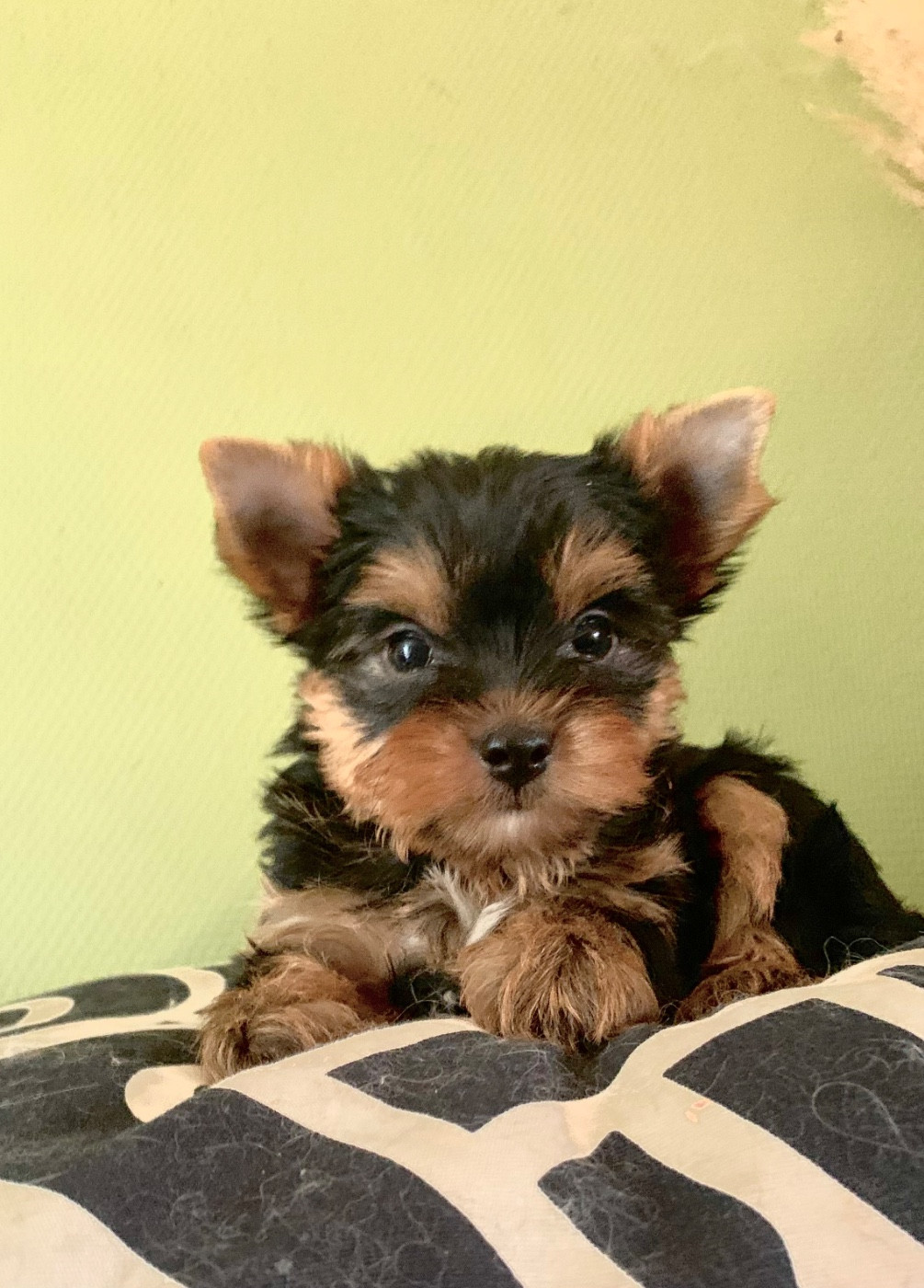 ONITSHA'S - Chiots disponibles - Yorkshire Terrier