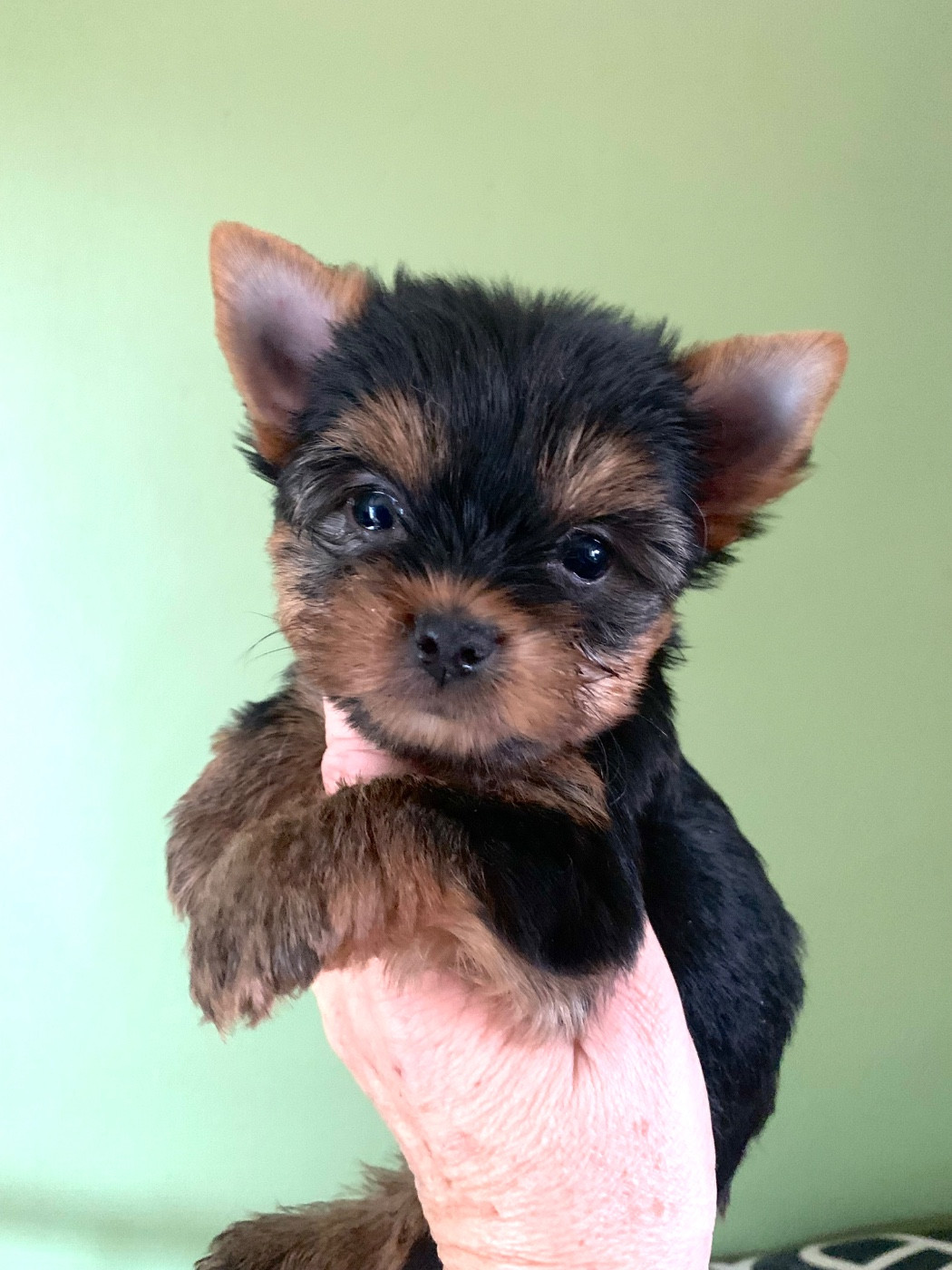 ONITSHA'S - Chiots disponibles - Yorkshire Terrier
