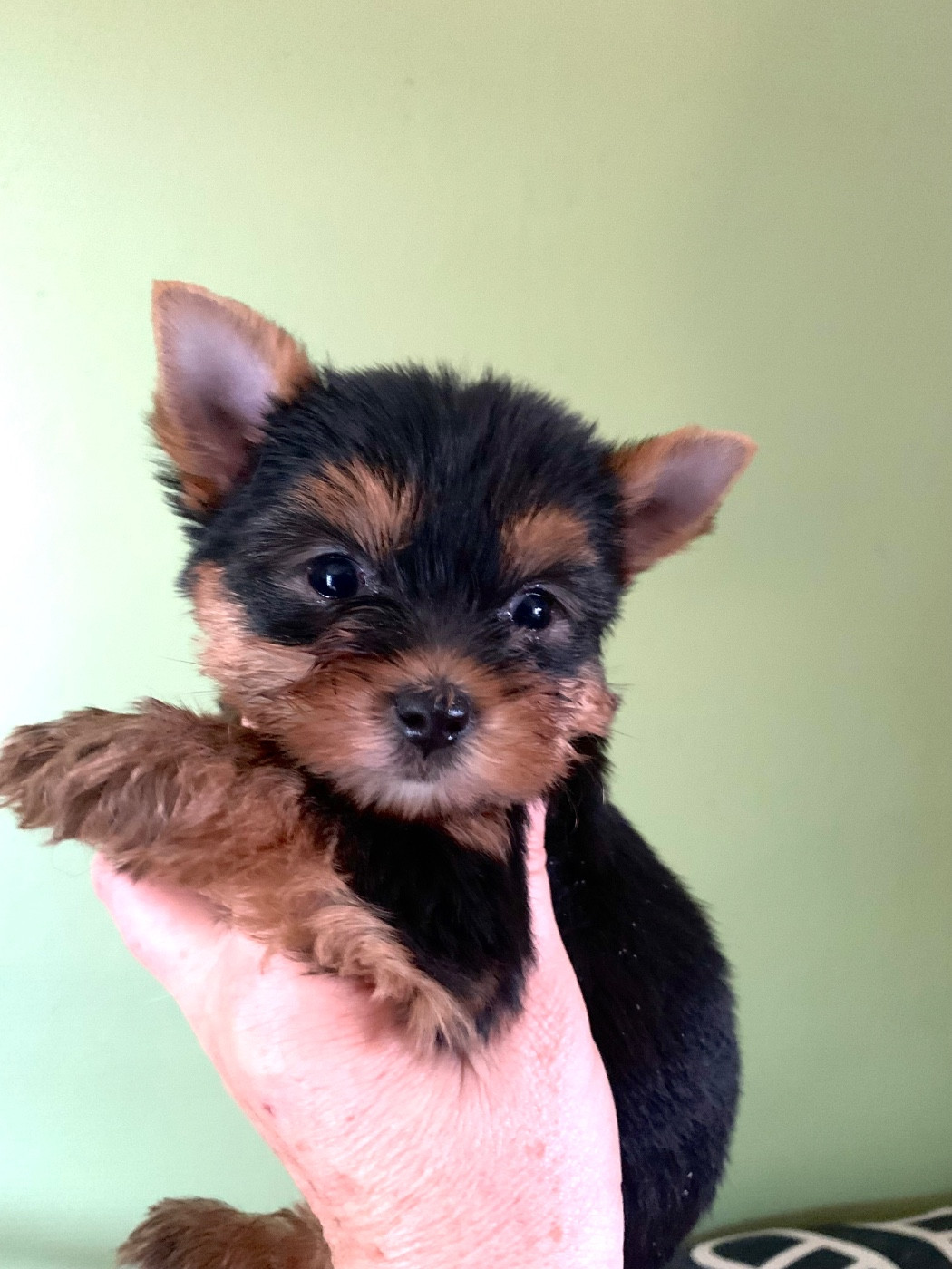 ONITSHA'S - Chiots disponibles - Yorkshire Terrier