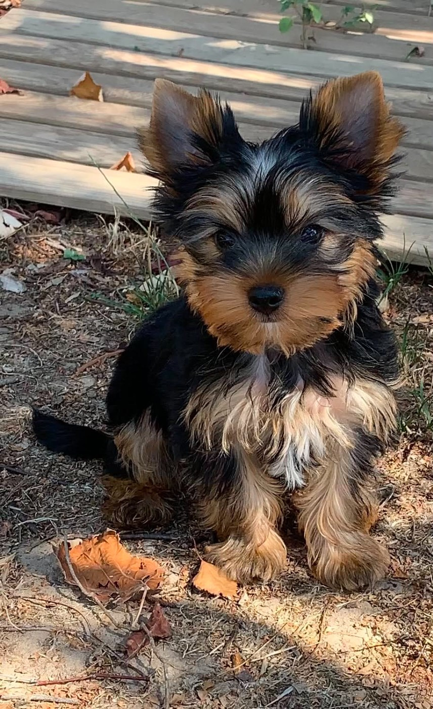 ONITSHA'S - Chiots disponibles - Yorkshire Terrier