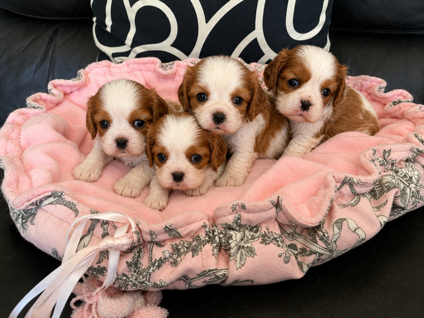 ONITSHA'S - Chiots disponibles - Cavalier King Charles Spaniel