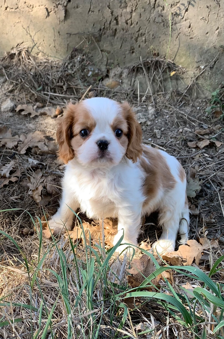 ONITSHA'S - Chiots disponibles - Cavalier King Charles Spaniel