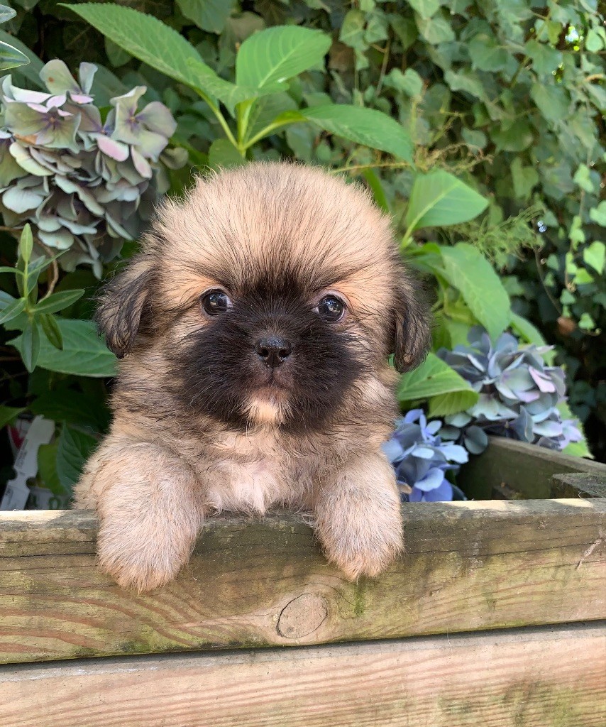 ONITSHA'S - Chiots disponibles - Epagneul tibetain