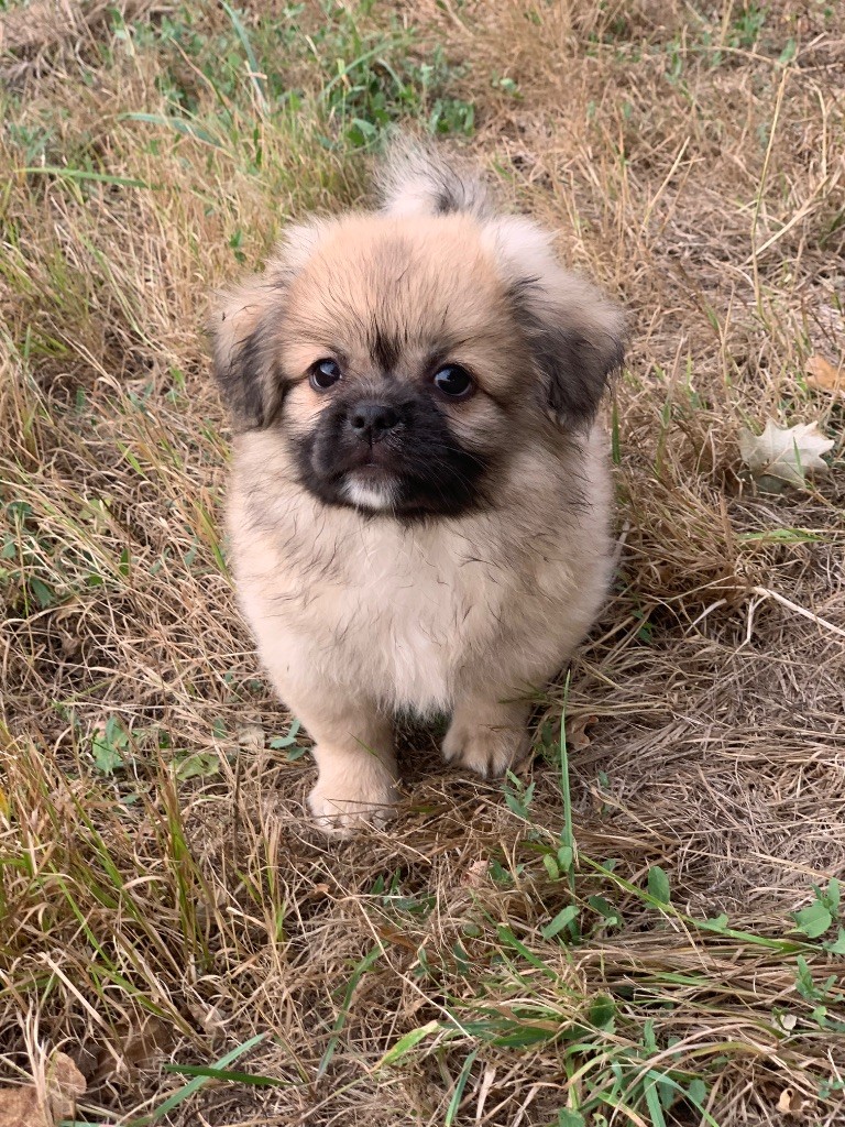 ONITSHA'S - Chiots disponibles - Epagneul tibetain