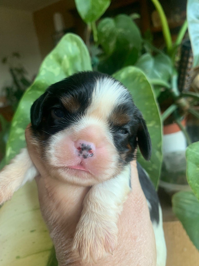 ONITSHA'S - Chiots disponibles - Cavalier King Charles Spaniel